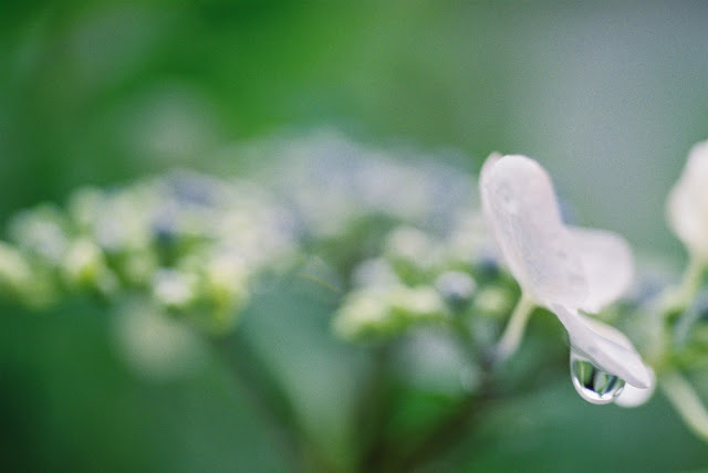 waterdrop on hydrangea petal