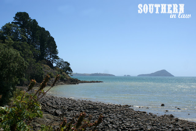 The Kauri Bush Walk Coromandel Area New Zealand North Island