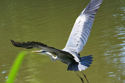 Tierfotos - Vögel - Graureiher im Flug