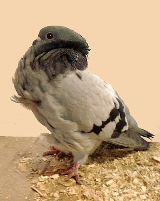 Chinese Owl Pigeon