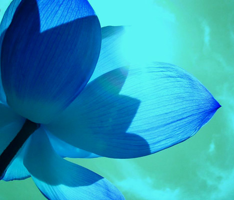 blue flower wallpaper. lue flower wallpaper. lue; lue flower wallpaper. lue