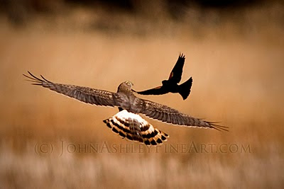 Female Harrier mobbed by male Red-winged Blackbird (c) John Ashley