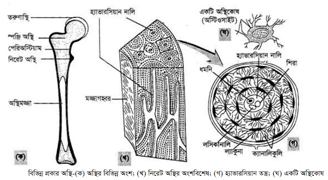 অস্থিমজ্জা কাকে বলে?