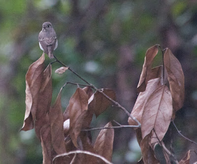 Asian Brown Flycatcher (Muscicapa dauurica)