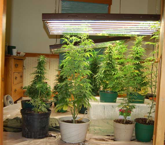 Cultivo Loco Indoor  vs Exterior donde cultivo 