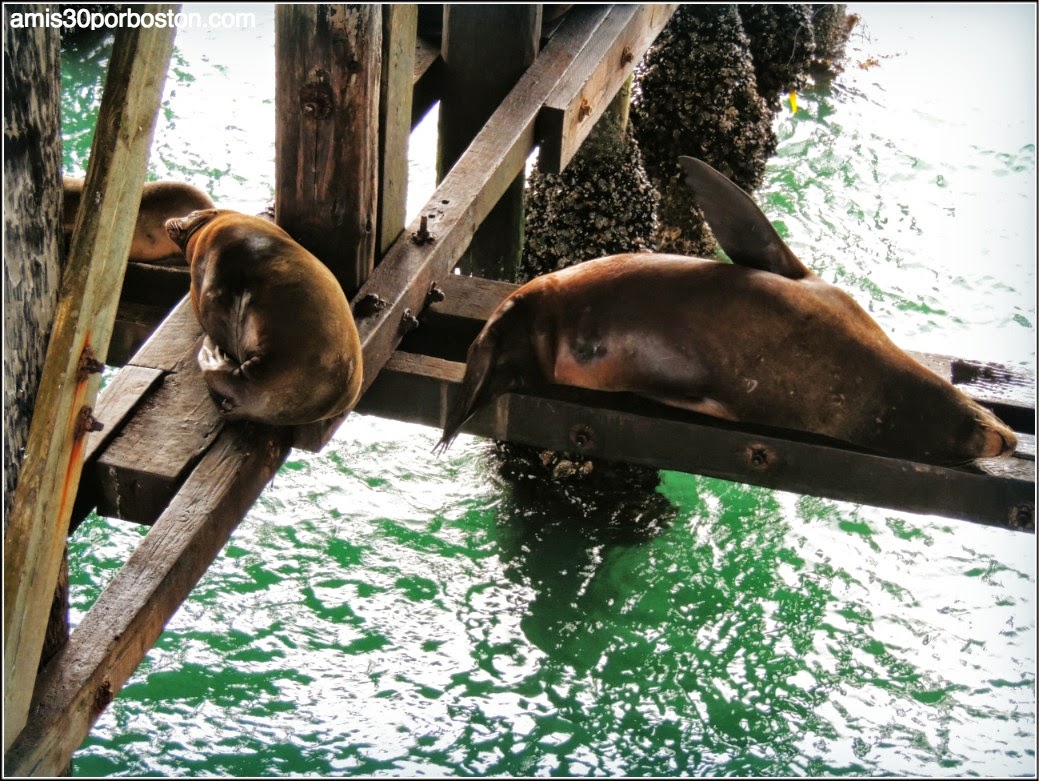 Santa Cruz Wharf: Leones Marinos