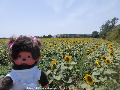 Diana la Monchhichi pose devant un champs de tournesols en Espagne