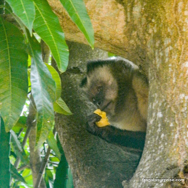 Macaco no Pantanal, Mato Grosso
