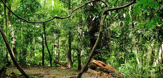 apa yang dimaksud dengan hutan heterogen