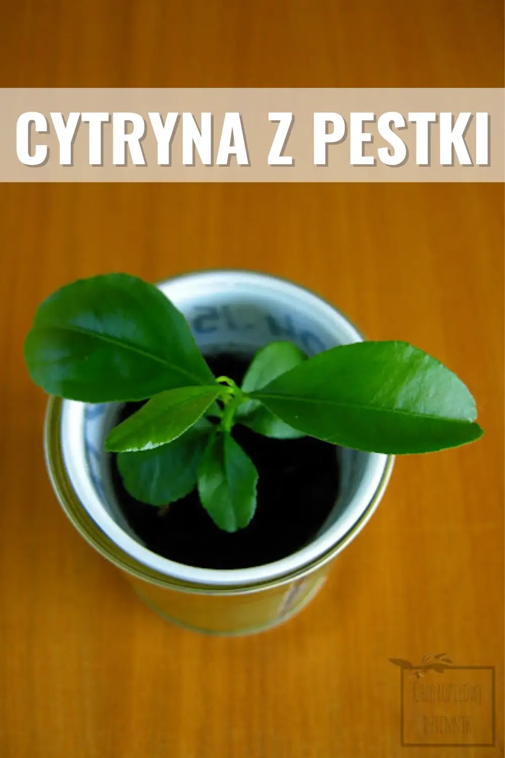 Cytryna z nasion, Citrus limon from seed. jak wysiać cytrynę i cytrusy z pestki do doniczki? Cytryna z pestek uprawa w domu, jak siać? rosliny egzotyczne ze sklepu w doniczce w Polsce kiedy zakwitnie jak dbac pielegnowac podlewac wysiac