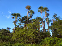 EKSOTISME TAMAN NASIONAL BALURAN