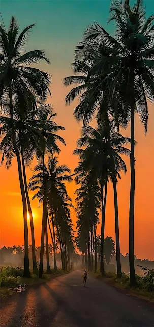 Palm Trees At Sunset Wallpaper for iPhone