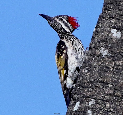 "Black-rumped FlamebackIt is an agile climber, often seen hopping vertically along tree trunks or branches"