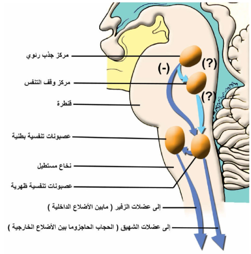 الشكل 18-23 : تنظيم عملية التنفس مبينا المراكز التنفسية في النخاع المستطيل وفي القنطرة.