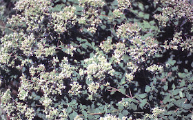 oregano, Origanum vulgare