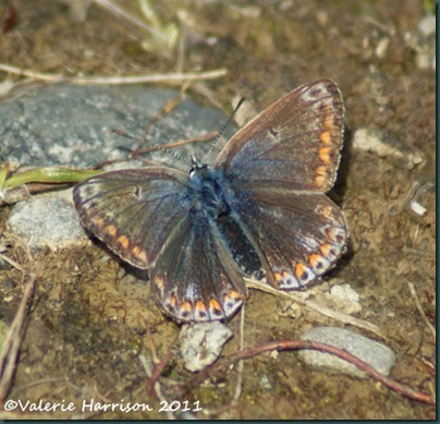 25-common-blue