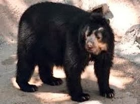 Amazing Pictures of Animals, Photo, Nature, Incredibel, Funny, Zoo, Spectacled bear, Tremarctos ornatus, Mammals, Alex (2)