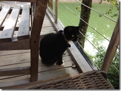 Missy on deck