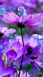 flores-de-petalos-color-lila