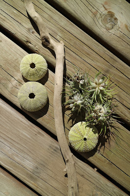 air plants, sea urchin shells, driftwood