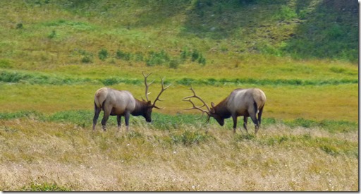 Elk, Rocky Mountain National Park, western portion Trail Ridge Road