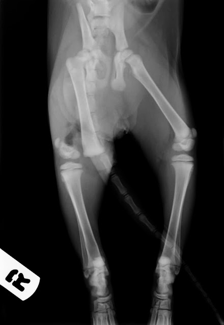 fractura fisis distal gato