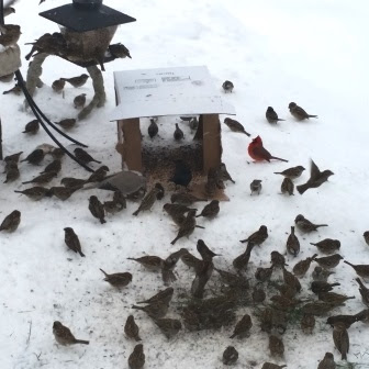 wild birds eating seeds