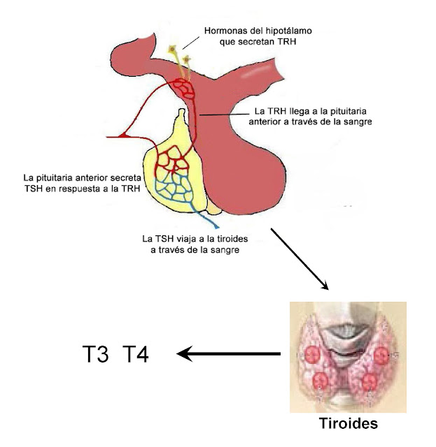 Regulación de la síntesis de hormonas tiroidas por la TRH del hipotálamo y la TSH de la pituitaria anterior