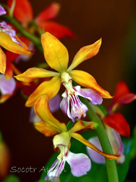 Calanthe discolor