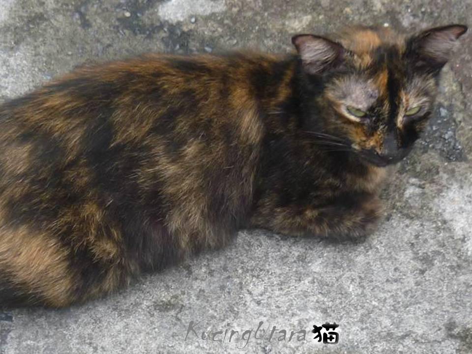 Kucing Utara: Scabies Ataupun Kudis kucing