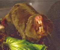 Damaraland mole-rat