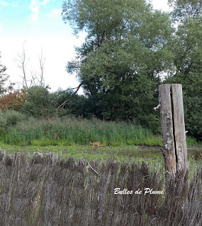 Balade dans les marais de la Marque (Bonance)