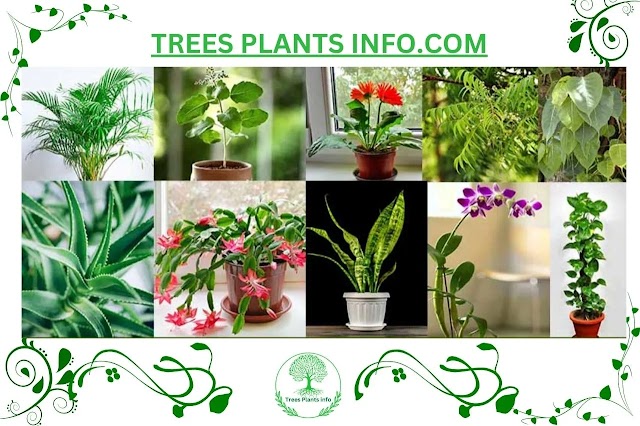 highest oxygen producing indoor plants in India.