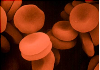 Erythrocytes, RBC, Red blood cells, blood