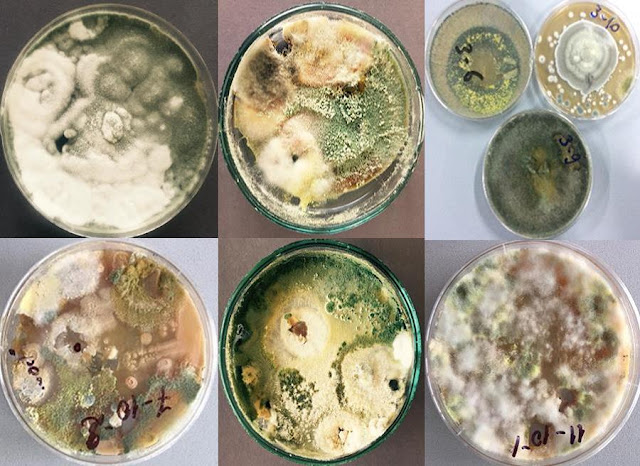 Microscopic fungi antagonistic to chestnut blight- Cryphonectria parasitica (Murrill) Barr.