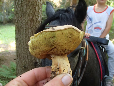 Orawa, Lipnica Wielka, Babia Góra, grzyby sierpniowe, grzybobranie w sierpniu, grzybobranie na Orawie, borowik górski, Boletus subappendiculatus