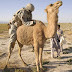 US Soldier v/s Desert Camel