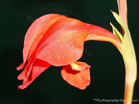 Gladiolus Flowers