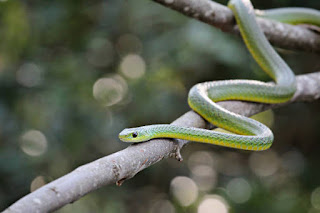 Boomslang