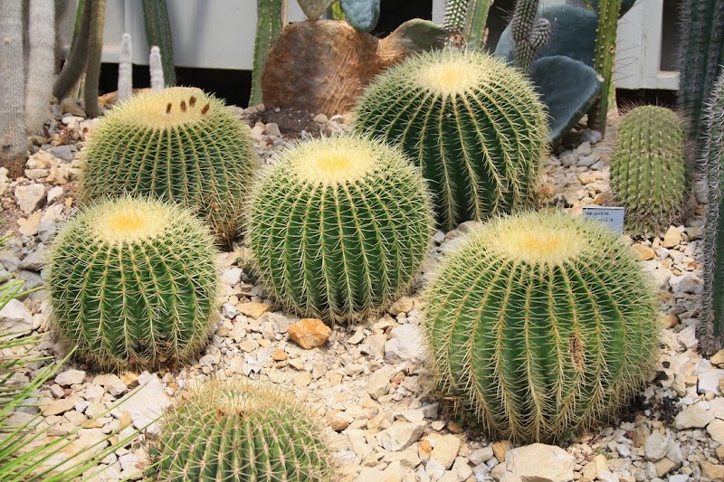 Ide Populer Pokok Kaktus, Model Pot