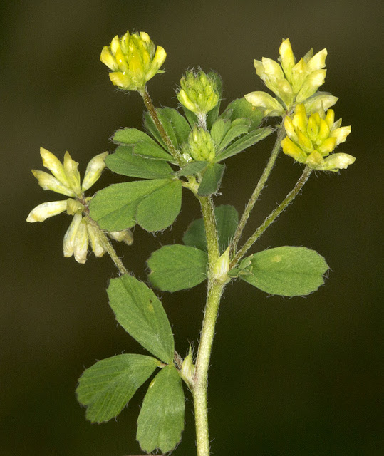 Lesser Trefoil, Trifolium dubium.  Orpington Field Club outing to Downe on 25 August 2012.