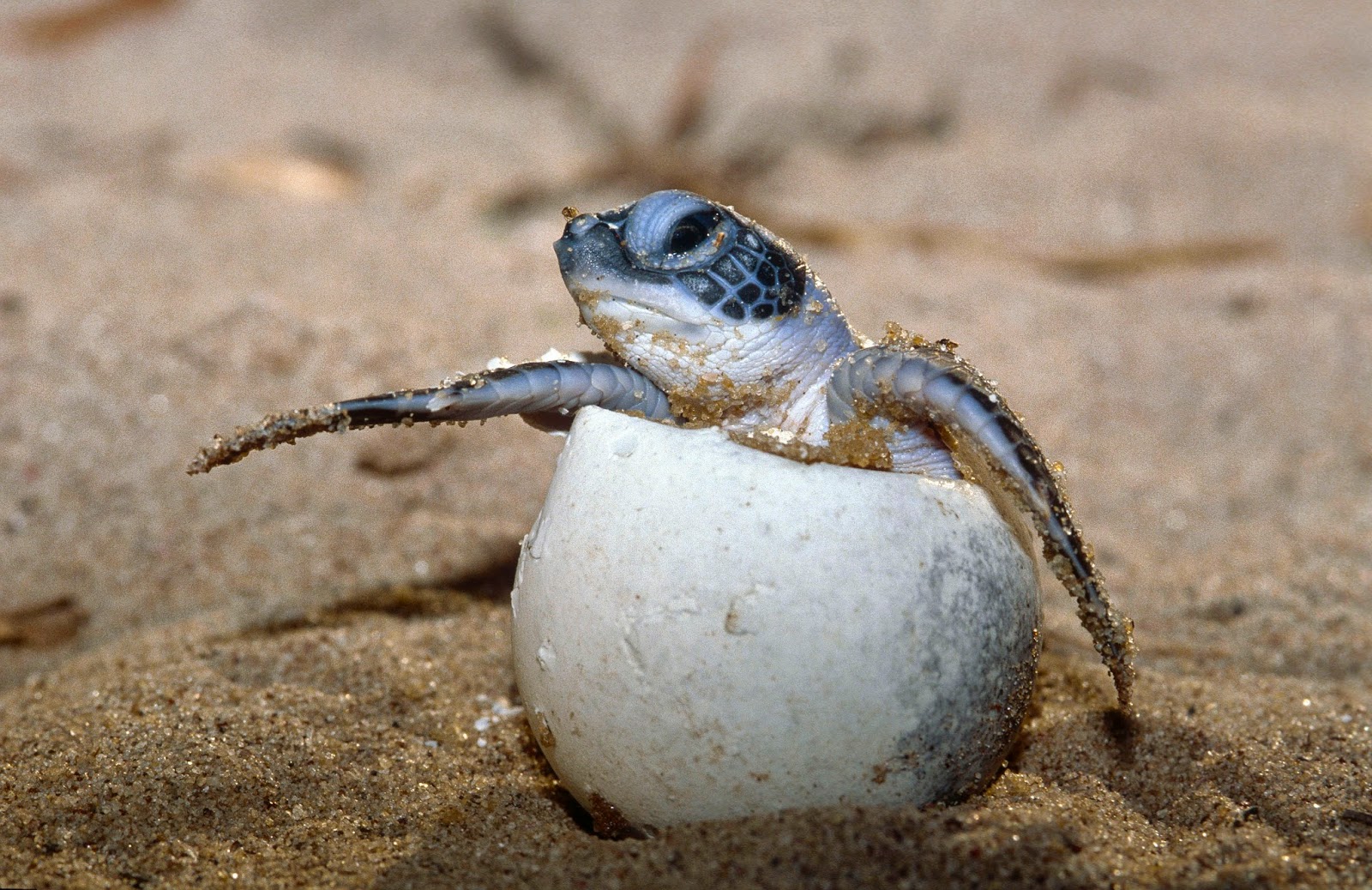 Water Logged: Four Ways You Can Help a Sea Turtle