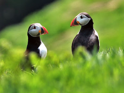 puffins pair love birds picture