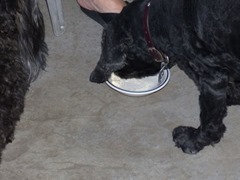 Bubba and Skruffy and nightly Ice Cream treat