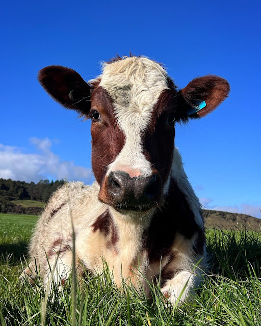 Cow Images