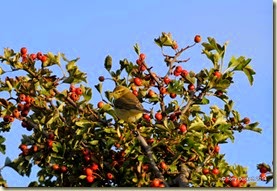 DSC_5685-001