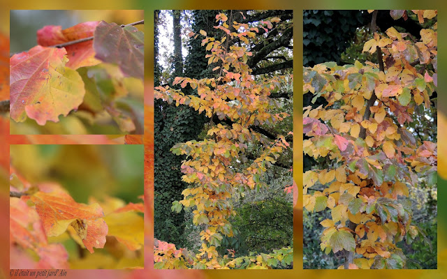 parrotia persica arbre couleurs automnales