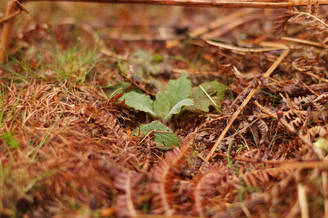 mini foxgloves cone babies and lichen