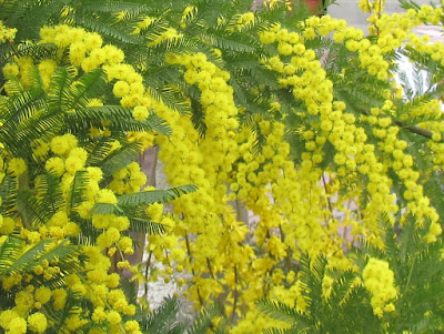 Fiori di Mimosa