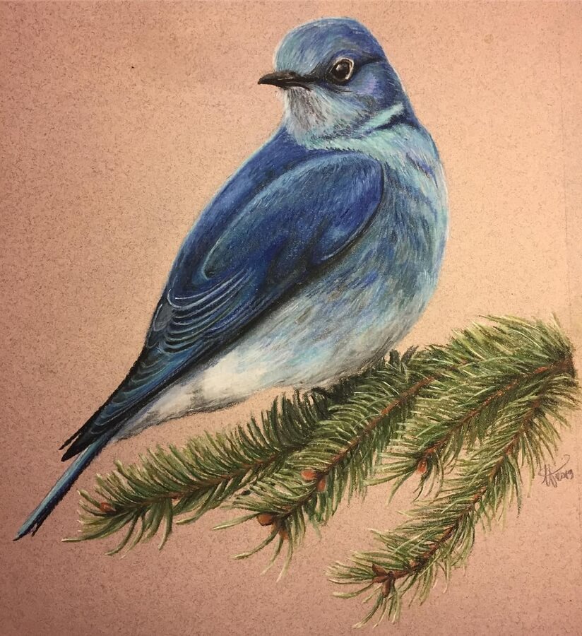 07-Mountain-Bluebird-Birds-Drawings-Laura-Doudard-www-designstack-co